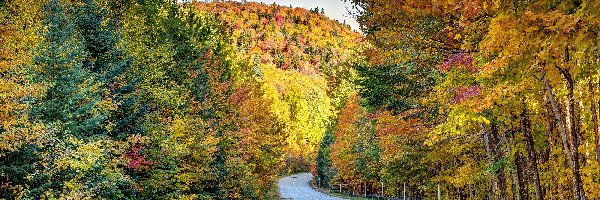 Droga, Jesień, Las, Drzewa, Kolorowe