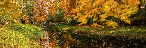 Żółte, Rzeka, Drzewa, Liście, Park, Jesień