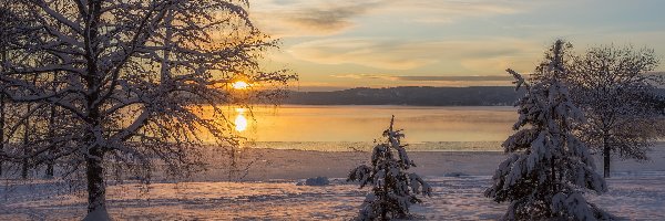 Arvika, Drzewa, Zima, Szwecja, Zachód słońca, Jezioro Glafsfjorden