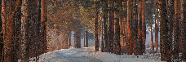 Zima, Sosny, Drzewa, Droga, Śnieg