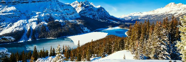 Kanada, Park Narodowy Banff, Góry Canadian Rockies, Jezioro Peyto Lake, Zima, Drzewa, Lasy