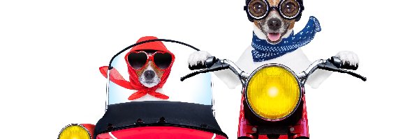 Dwa, Jack Russell terrier, Psy, Śmieszne, Motocykl