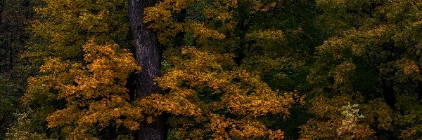 Jesień, Pożółkłe, Drzewa, Las, Liście
