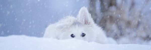 Szczeniak, Śnieg, Biały owczarek szwajcarski, Pies
