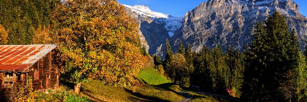 Alpy Berneńskie, Góry, Dom, Kanton Berno, Szwajcaria, Jesień, Droga, Wieś Grindelwald, Drzewa