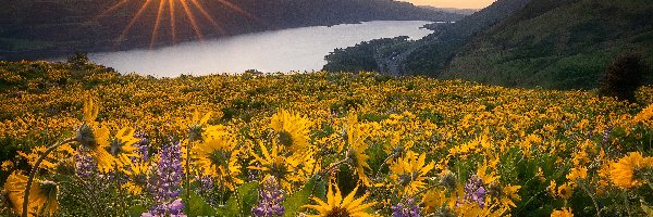 Łubin, Rezerwat przyrody Columbia River Gorge, Wschód słońca, Rzeka Kolumbia, Stany Zjednoczone, Żółte, Balsamorhiza, Stan Waszyngton, Kwiaty, Góry Kaskadowe, Łąka