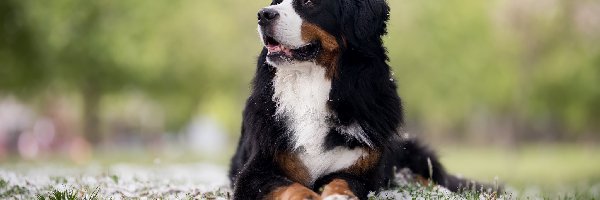 Berneński pies pasterski, Pies, Leżący