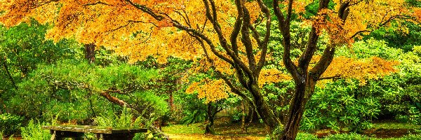 Stany Zjednoczone, Park, Washington Park Arboretum, Klon japoński, Ławka, Seattle, Ogród