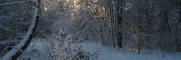 Las, Zima, Śnieg, Krzewy, Drzewa
