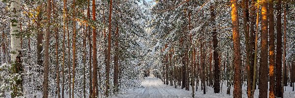 Zima, Las, Droga, Drzewa, Śnieg