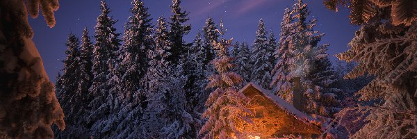 Oświetlony, Drzewa, Świerki, Dom, Śnieg, Zima