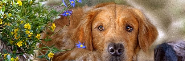 Golden retriever, Grafika, Kwiaty, Pies