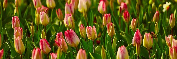 Kolorowe, Pąki, Tulipany, Kwiaty