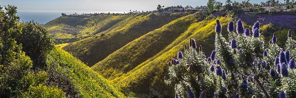 Kwiaty, Rancho Palos Verdes, Wzgórza, Stan Kalifornia, Stany Zjednoczone, Fioletowe, Dolina