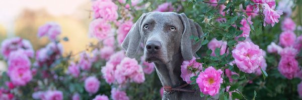 Pies, Kwiaty, Wyżeł weimarski, Krzew, Róże