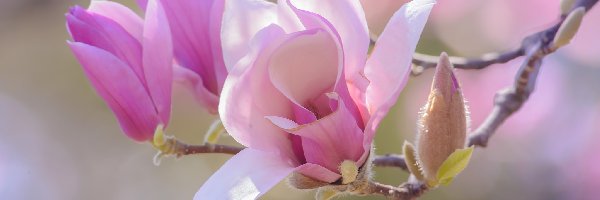 Gałązka, Kwiaty, Bladoróżowe, Magnolia, Pąki