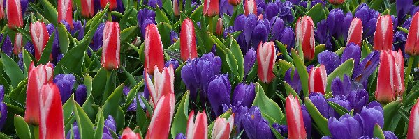 Kwiaty, Tulipany, Kolorowe, Krople, Krokusy