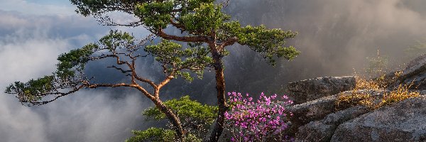 Drzewo, Kwiaty, Okwiecony, Mgła, Skały, Korea Południowa, Góry, Krzew, Sosna