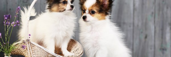 Dwa, Chihuahua długowłosa, Psy, Lawenda, Koszyk