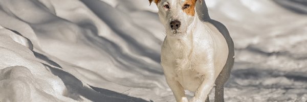 Śnieg, Jack Russell terrier, Pies