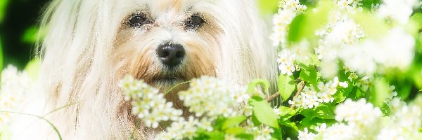 Pies, Maltańczyk, Biały, Krzew, Kwitnący