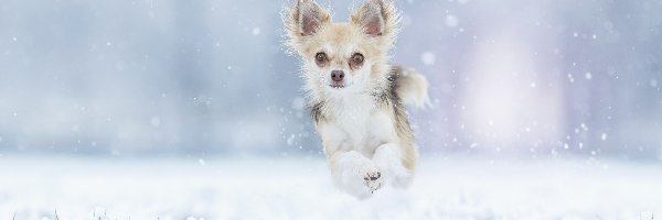 Śnieg, Chihuahua, Pies