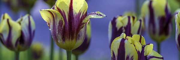 Żółto-fioletowe, Krople, Tulipany, Kwiaty