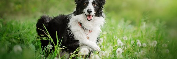 Pies, Border collie, Czarno-biały, Dmuchawce, Trawa