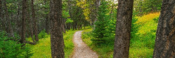 Ścieżka, Szlak, Drzewa, Las