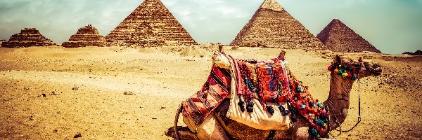Wielbłąd, Pustynia, Piramidy, Egipt, Giza