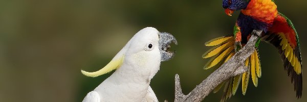 Papugi, Lorysa górska, Kakadu biała, Dwie
