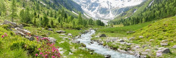 Rzeka Ziller, Alpy, Austria, Powiat Schwaz, Dolina Zillertal, Kwiaty, Drzewa, Góry