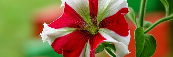 Petunia, Biało-czerwona, Kwiat
