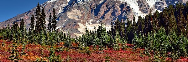 Stratowulkan Mount Rainier, Ośnieżony, Park Narodowy Mount Rainier, Stan Waszyngton, Stany Zjednoczone, Roślinność, Drzewa, Góry, Jesień