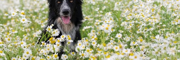 Border collie, Rumianki, Kwiaty, Pies