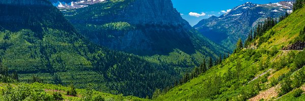 Łąka, Góry Skaliste, Stany Zjednoczone, Montana, Lato, Zielone, Lasy, Park Narodowy Glacier
