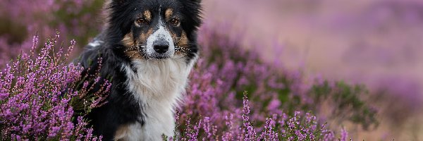 Pies, Kwiaty, Border collie, Wrzosy, Fioletowe