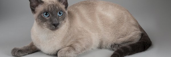 Niebieskie, Oczy, Kot tajski