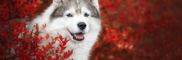Pies, Krzew, Siberian husky, Liście, Czerwone