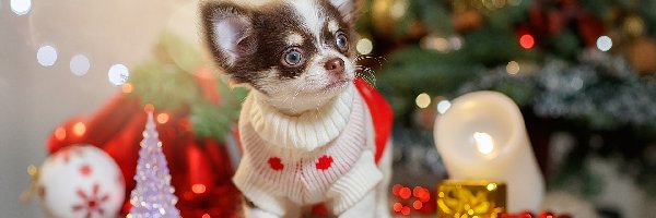 Pies, Ubranko, Chihuahua, Świąteczne, Dekoracje