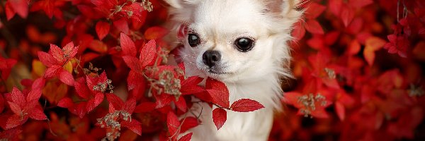Pies, Krzew, Chihuahua, Liście, Czerwone