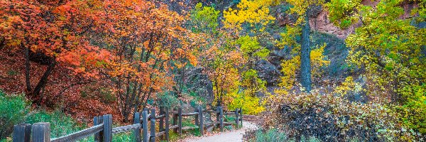 Drzewa, Jesień, Skały, Droga, Park Narodowy Zion, Roślinność, Stany Zjednoczone, Stan Utah