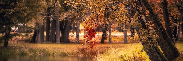 Park, Drzewa, Jesień, Staw, Gałęzie