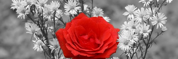 Róża, Czerwona, Kwiaty