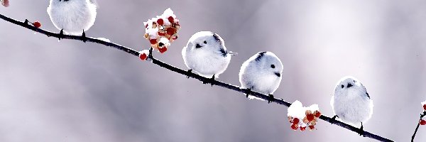Ptaszki, Białe, Małe