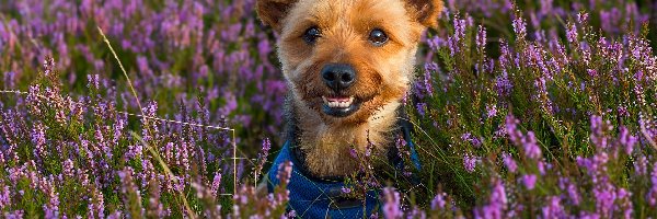 Wrzosy, Yorkshire terrier, Pies