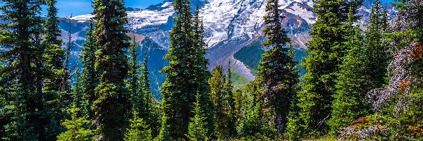 Stratowulkan Mount Rainier, Kwiaty, Drzewa, Ośnieżone, Góry, Stany Zjednoczone, Stan Waszyngton, Świerki, Park Narodowy Mount Rainier