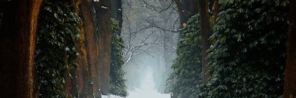 Drzewa, Droga, Śnieg, Mgła, Zima, Las