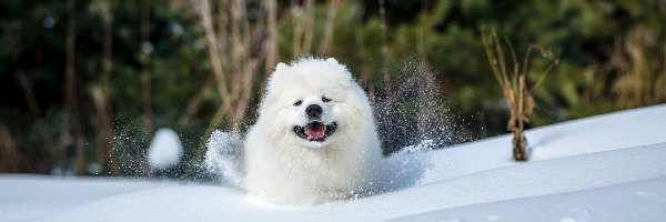 Pies, Śnieg, Samojed, Biały