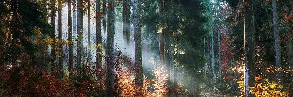 Jesień, Drzewa, Las, Krzewy, Przebijające światło, Ścieżka